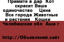 Примите в дар. Кот скрасит Ваше одиночество. › Цена ­ 0 - Все города Животные и растения » Кошки   . Челябинская обл.,Аша г.